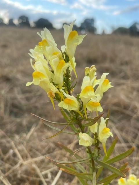Linaria vulgaris