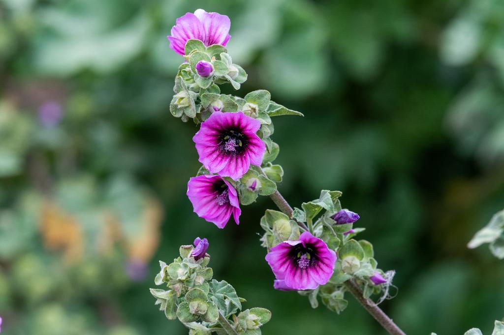 Lavatera arborea