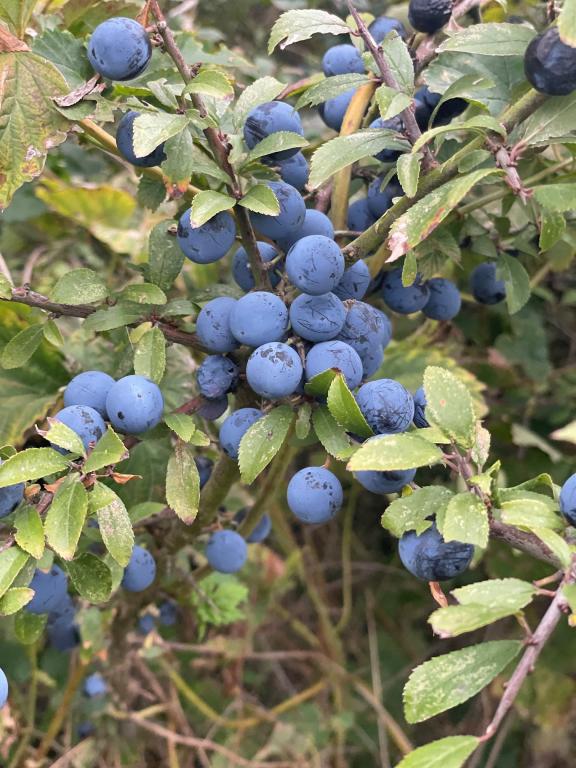 Prunus spinosa