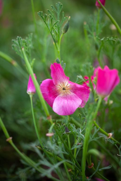 Eschscholzia californica, 'Carmine King'