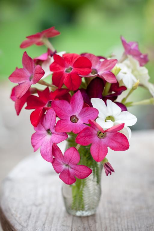 Nicotiana alata, 'Roulette', F2 Hybrid
