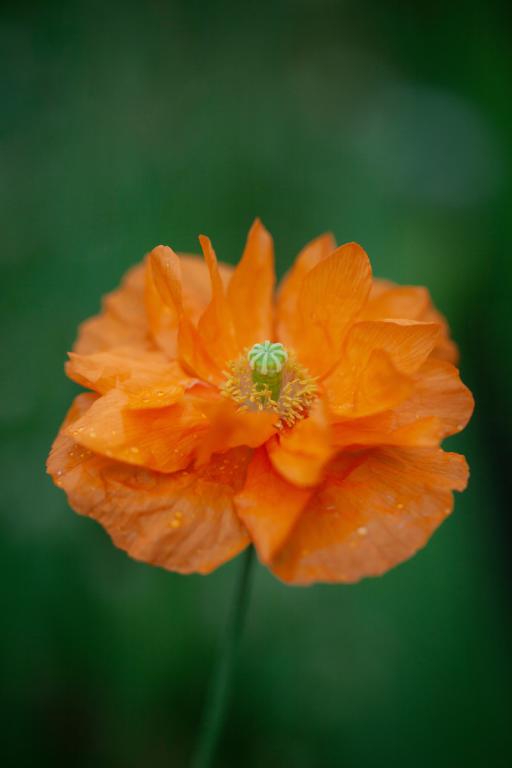 Papaver rupifragum, 'Orange Feathers'