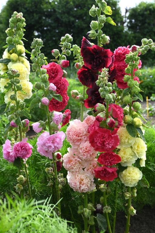 Alcea rosea, 'Chater's Double'