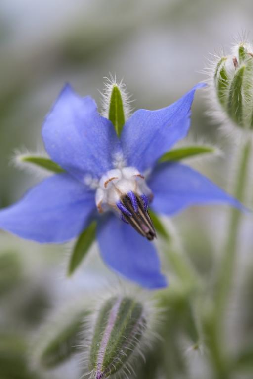 Borage
