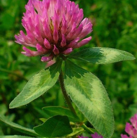 Trifolium pratense