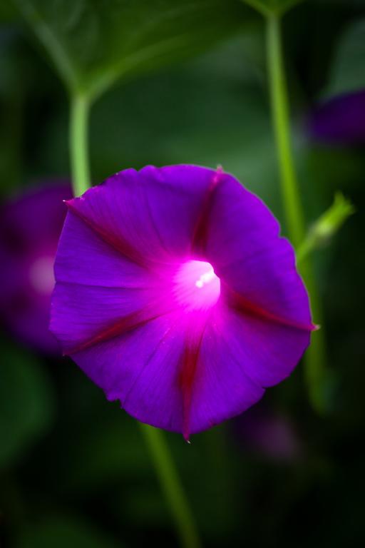 Ipomoea tricolor, 'Grandpa Ott'