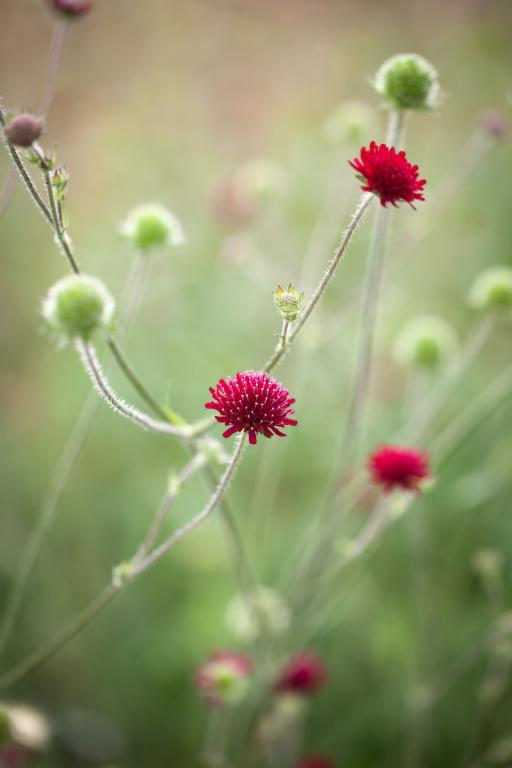 Knautia macedonica
