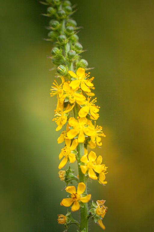 Agrimonia eupatoria