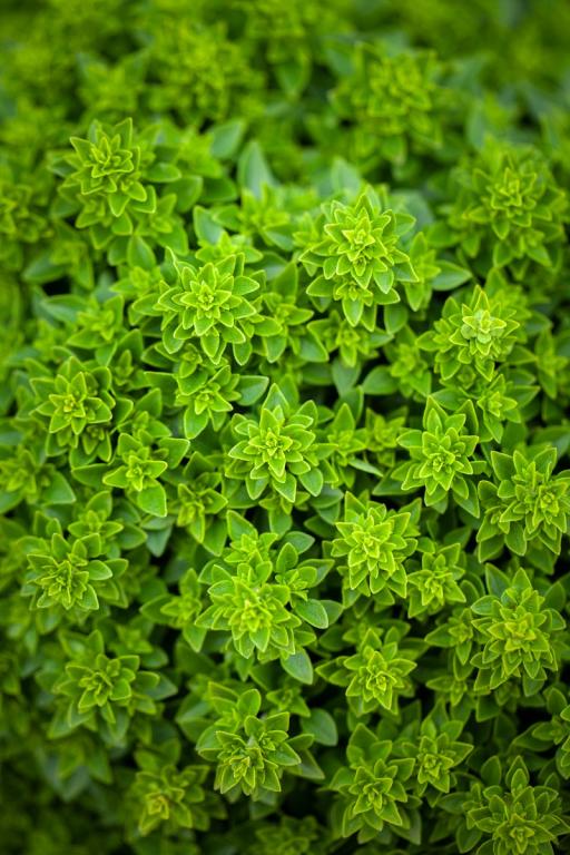 Basil, 'Minette'