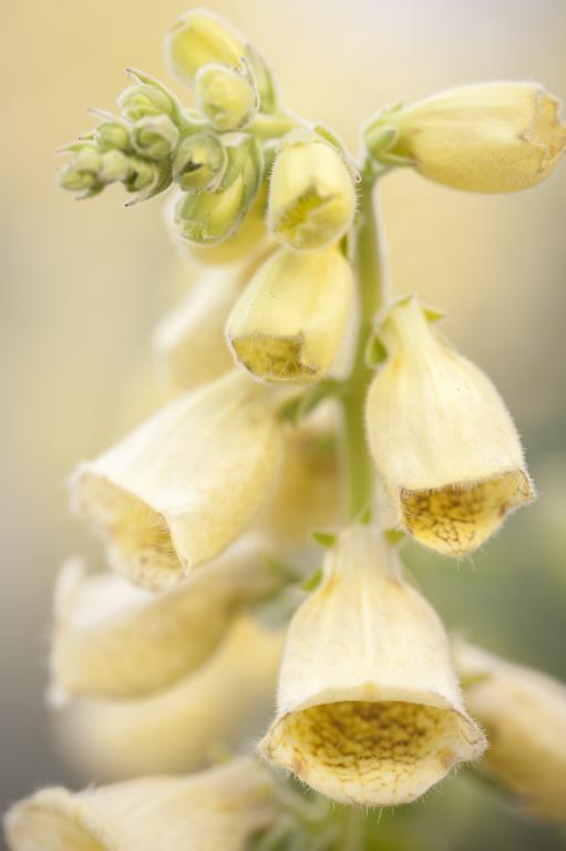 Digitalis ambigua