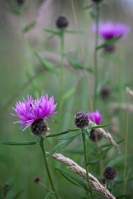 Centaurea nigra