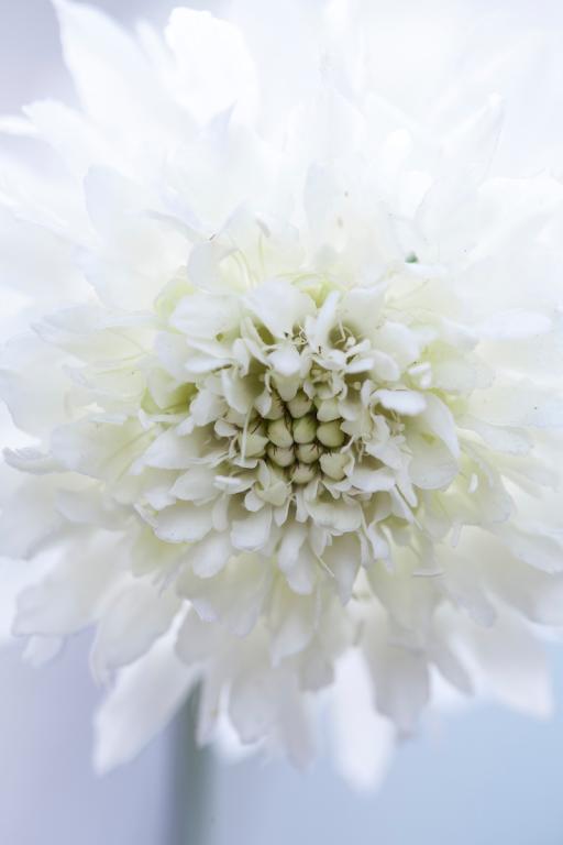 Scabiosa atropurpurea, 'Snowmaiden'
