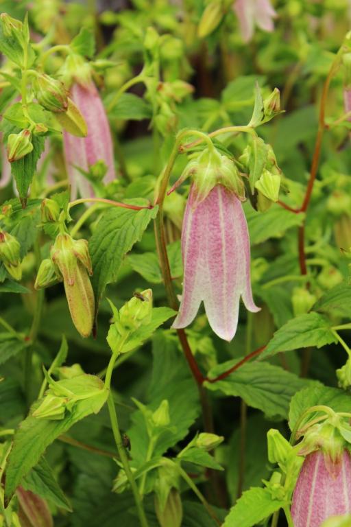 Campanula takesimana