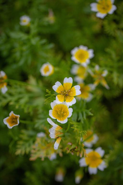 Limnanthes douglasii