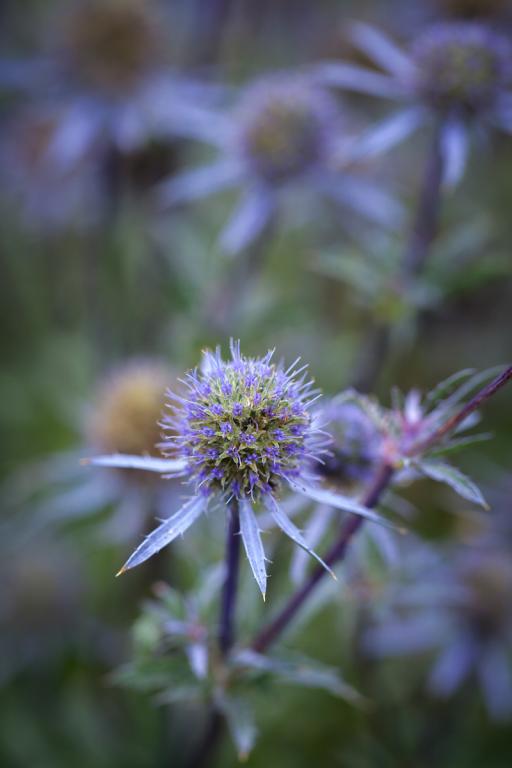 Eryngium planum