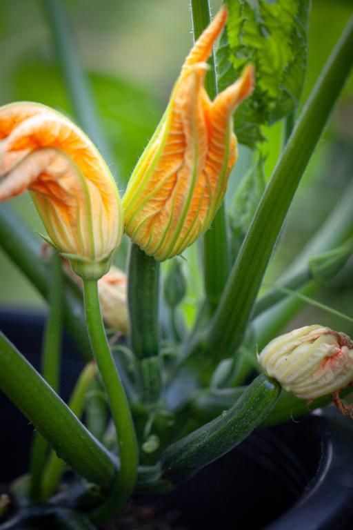 Courgette, 'All Green Bush'
