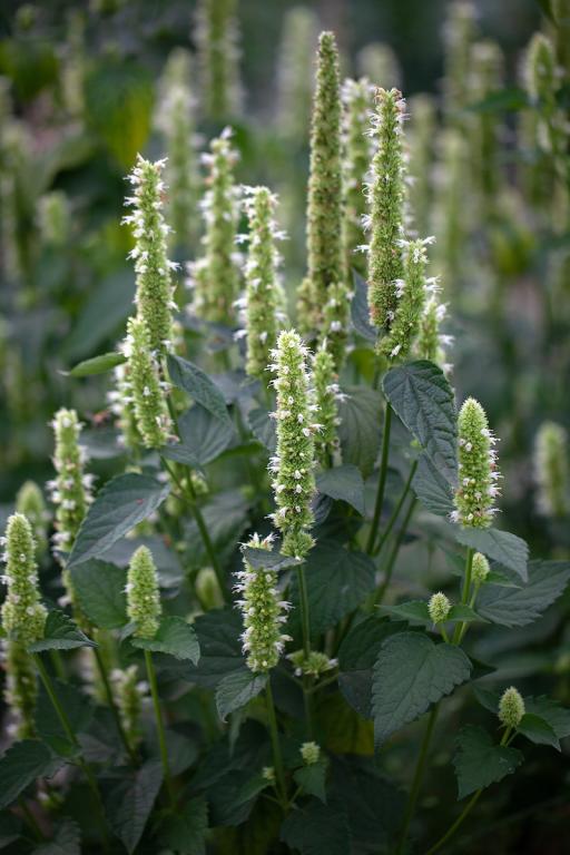 Agastache rugosa, 'Liquorice White'