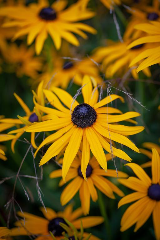Rudbeckia fulgida, 'Goldsturm'