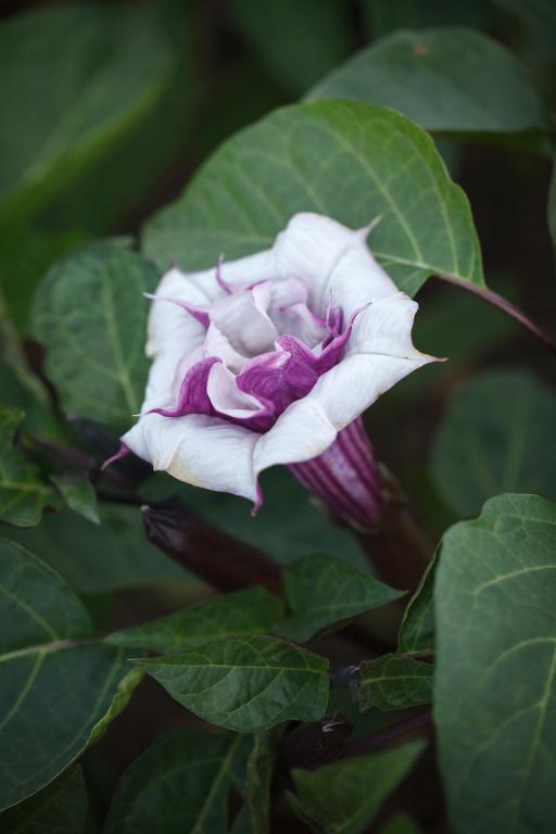 Datura metel, 'Ballerina' Formula Mixed