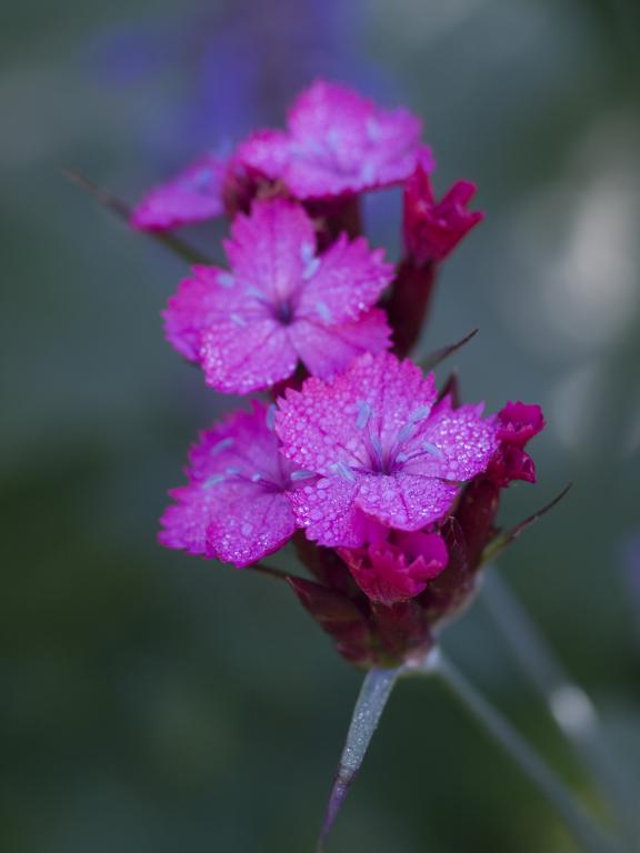 Dianthus carthusianorum