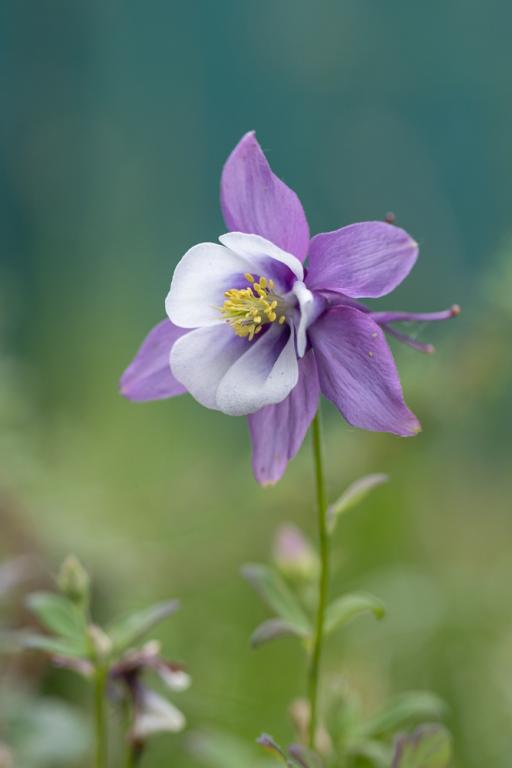 Aquilegia caerulea