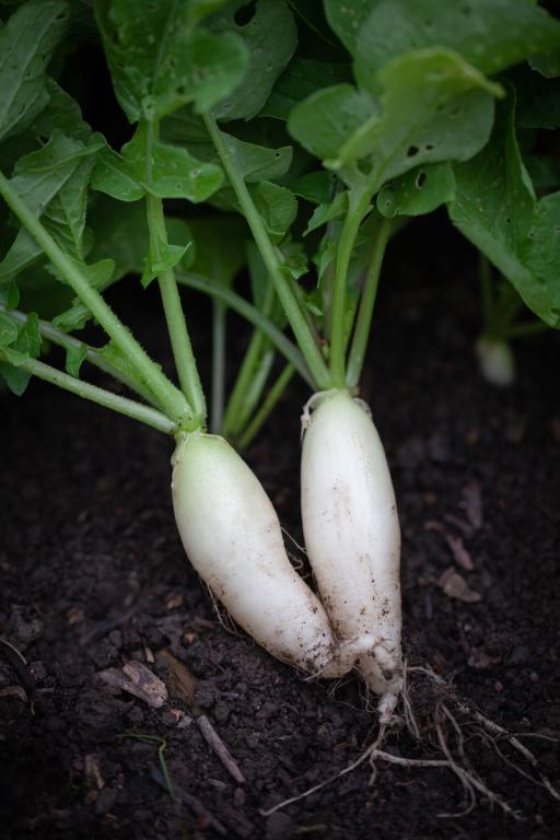 Radish, 'White Icicle'