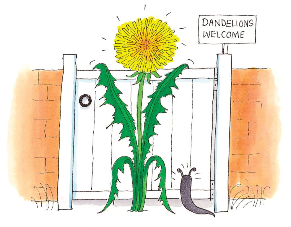 Dandelion Thick-leaved