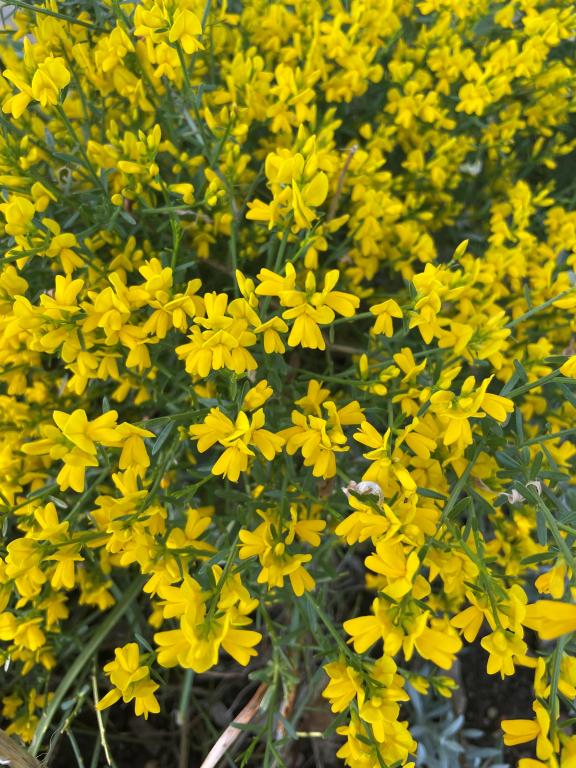 Genista tinctoria