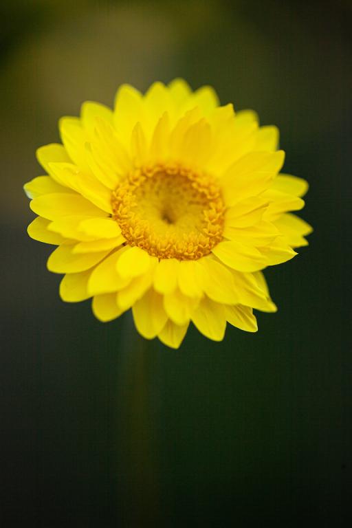Helichrysum subulifolium