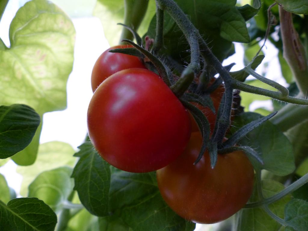 Tomato, Cherry, 'Gardener's Delight'