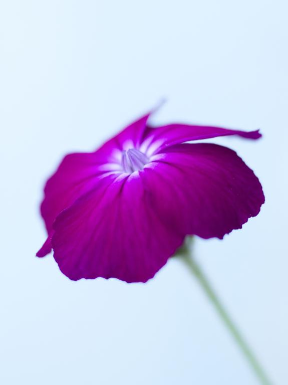 Lychnis coronaria