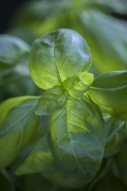 Sweet Basil