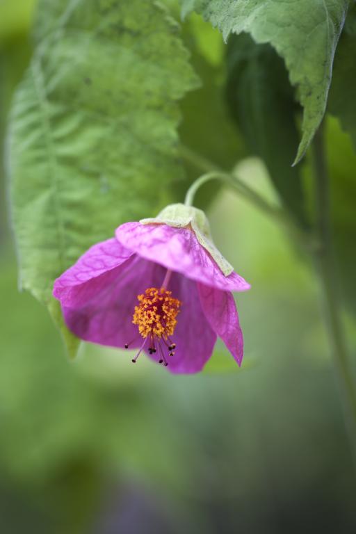 Abutilon hybridum maximum, Giant Flowering Mixed