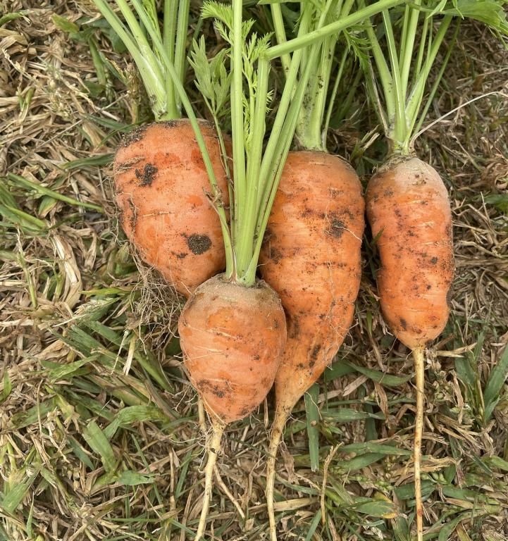 Carrot, Baby, 'Amsterdam Forcing'