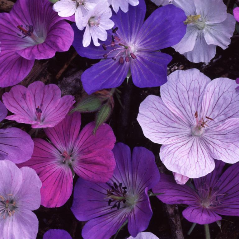 Geranium, 'Geranos', Mixed Hardy Species
