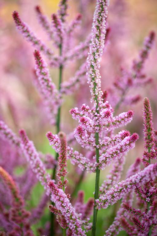 Limonium suworowii