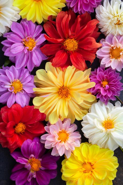 Dahlia, Giant Decorative Hybrids