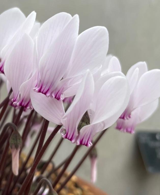 Cyclamen graecum