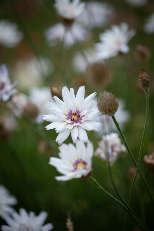 Catananche caerulea var. alba