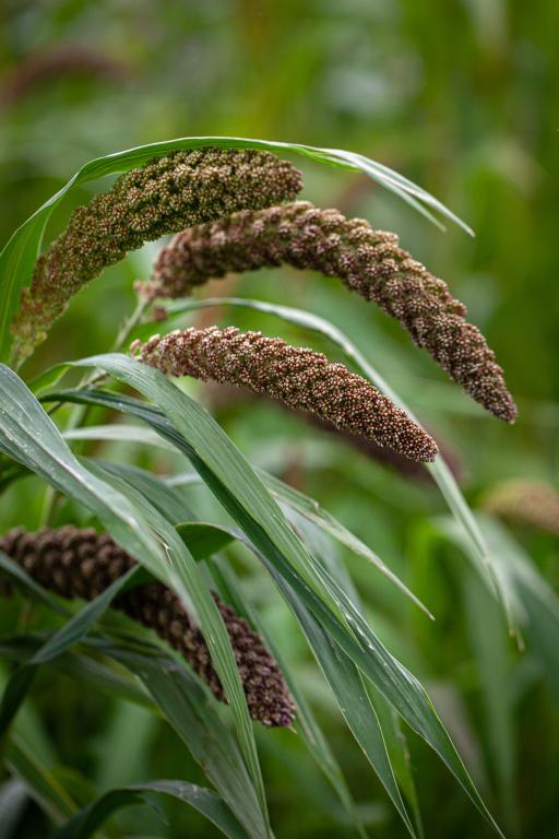 Setaria italica, 'Hylander'
