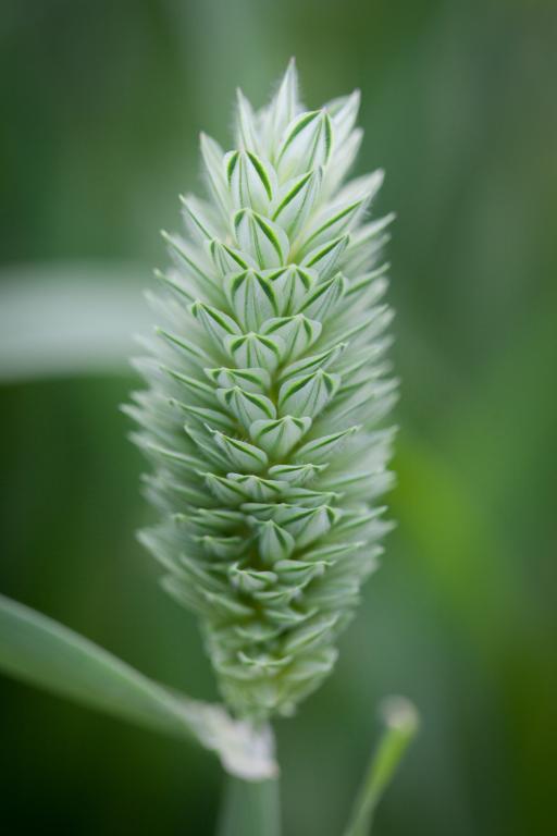 Phalaris canariensis
