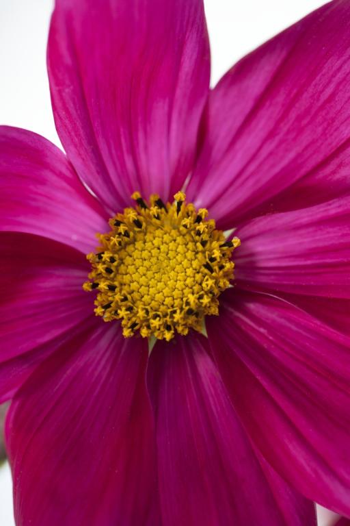 Cosmos bipinnatus, 'Dazzler'