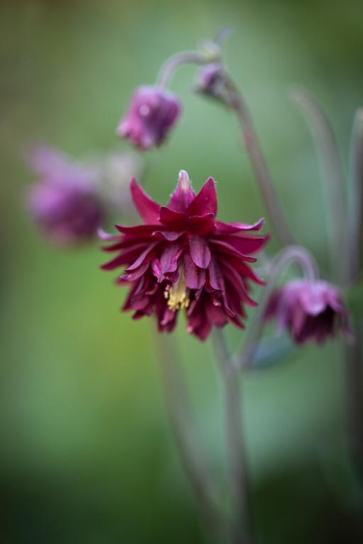 Aquilegia vulgaris, 'Ruby Port'