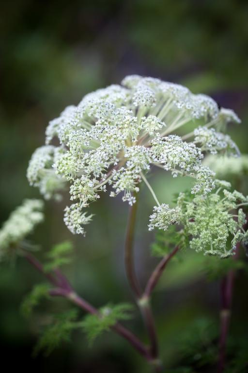 Selinum wallichianum