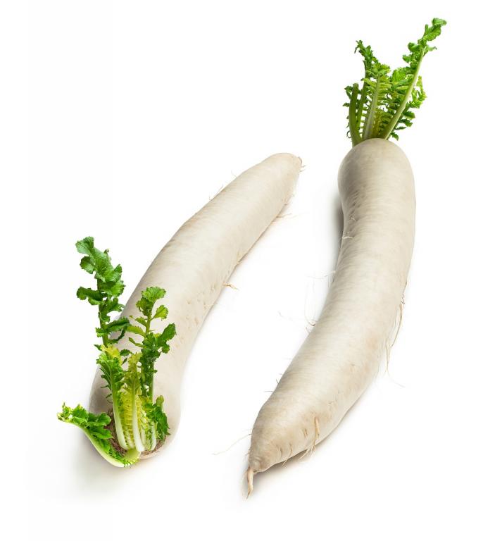 Japanese Vegetables Mooli Radish, 'Mino Summer Cross', F1 Hybrid