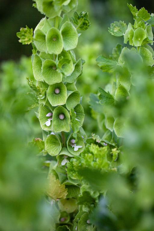 Moluccella laevis