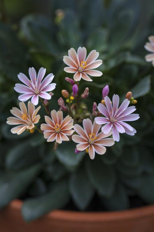 Lewisia cotyledon, 'Regenbogen'