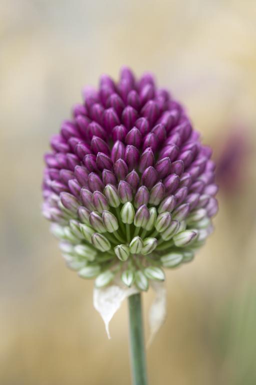 Allium sphaerocephalon