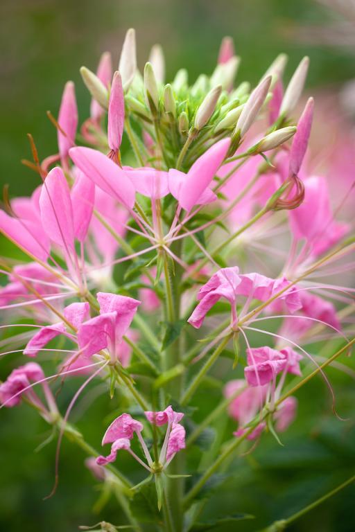 Cleome hassleriana, 'Pink Queen'