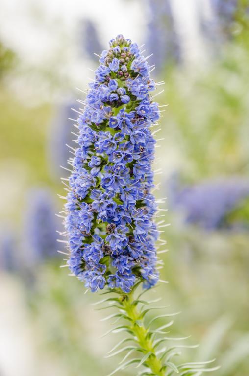 Echium fastuosum